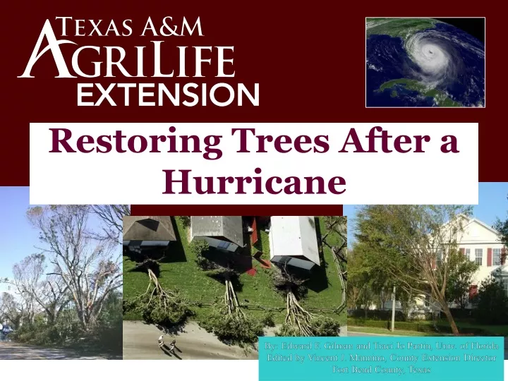 restoring trees after a hurricane