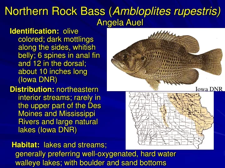 northern rock bass ambloplites rupestris