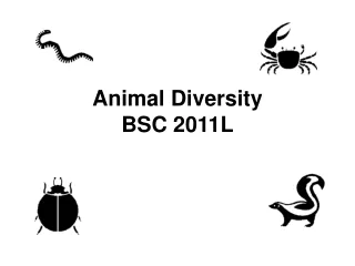 Animal Diversity BSC 2011L