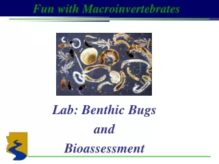 Lab: Benthic Bugs  and  Bioassessment