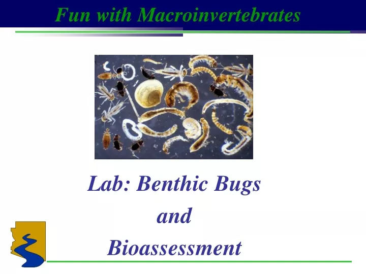 lab benthic bugs and bioassessment