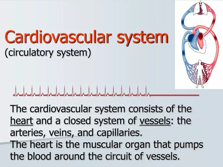 cardiovascular system circulatory system