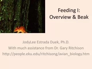 Feeding I: Overview &amp; Beak
