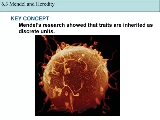 KEY CONCEPT  Mendel’s research showed that traits are inherited as discrete units.