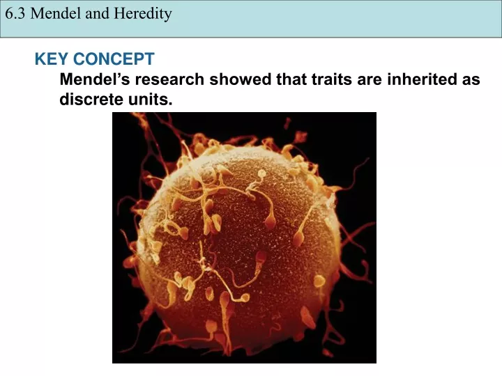 6 3 mendel and heredity