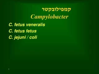 קמפילובקטר Campylobacter