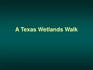 A Texas Wetlands Walk