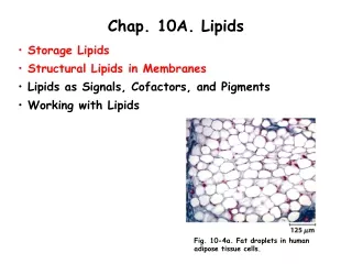 Chap. 10A. Lipids