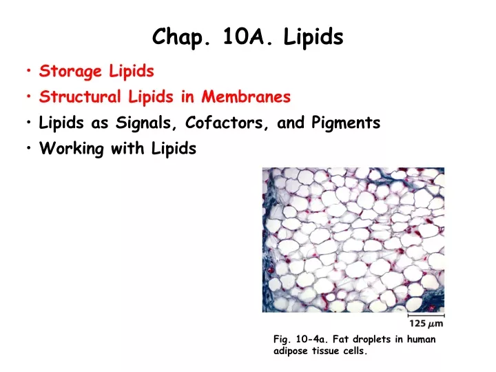 chap 10a lipids