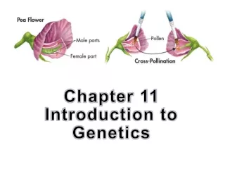 Chapter 11  Introduction to  Genetics