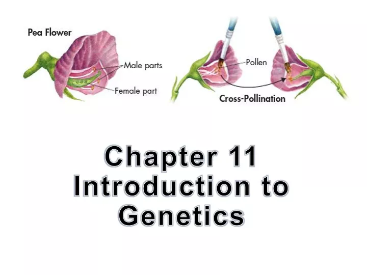 chapter 11 introduction to genetics