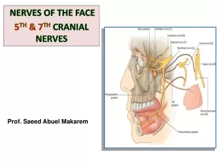 NERVES OF THE FACE  5 TH  &amp; 7 TH CRANIAL NERVES