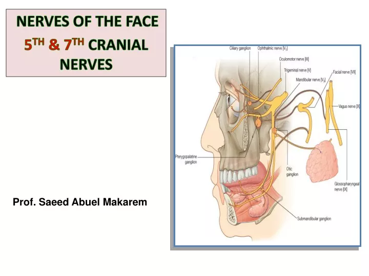nerves of the face 5 th 7 th cranial nerves