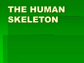 THE HUMAN SKELETON