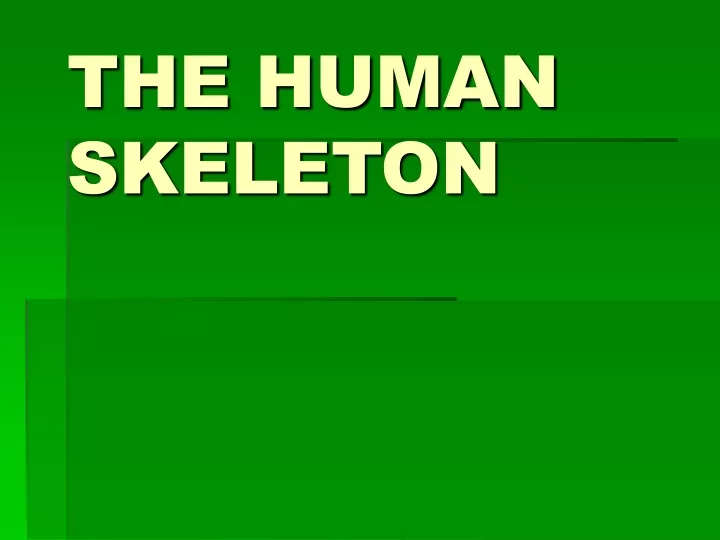 the human skeleton