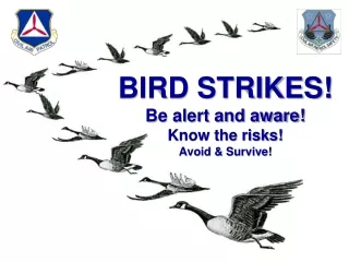 BIRD STRIKES! Be alert and aware! Know the risks! Avoid &amp; Survive!