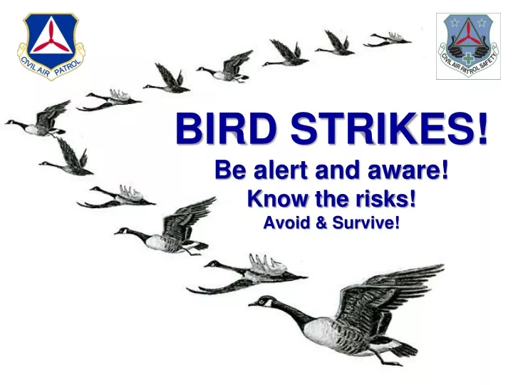 bird strikes be alert and aware know the risks avoid survive