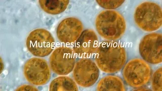 Mutagenesis of  Breviolum minutum