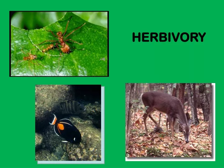 herbivory