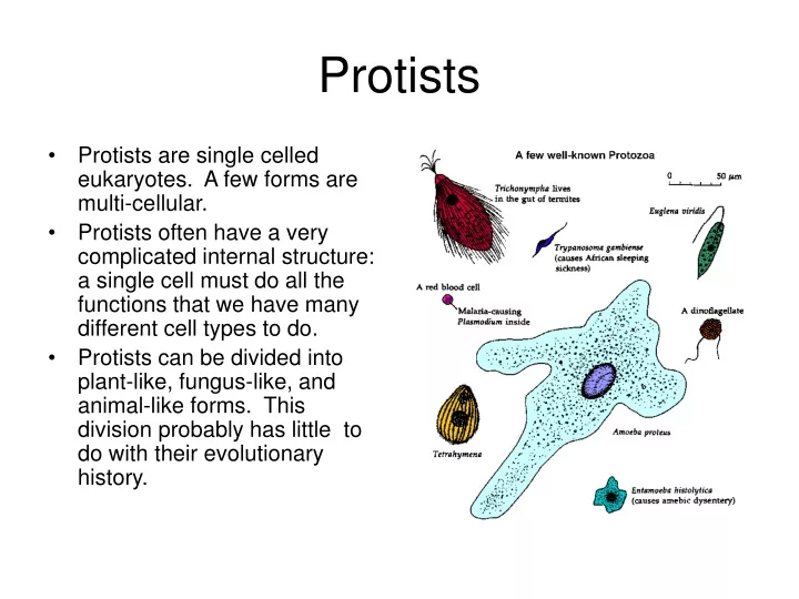 protists