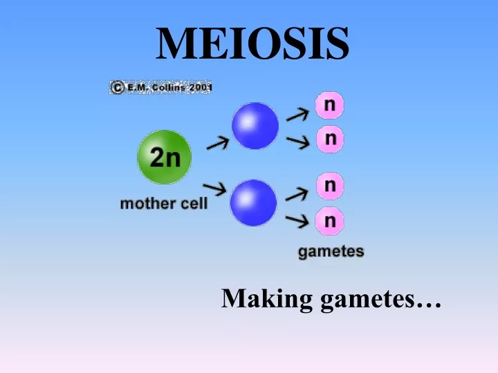 meiosis