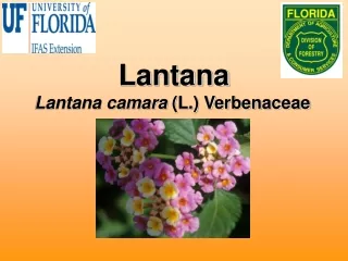 Lantana