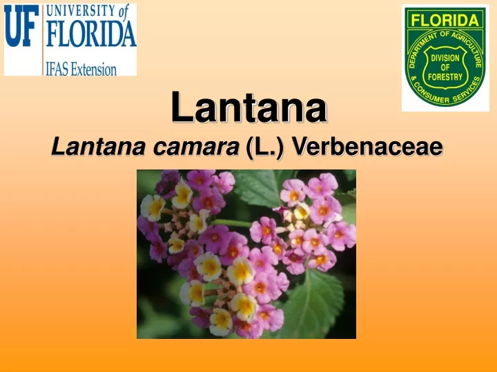 lantana