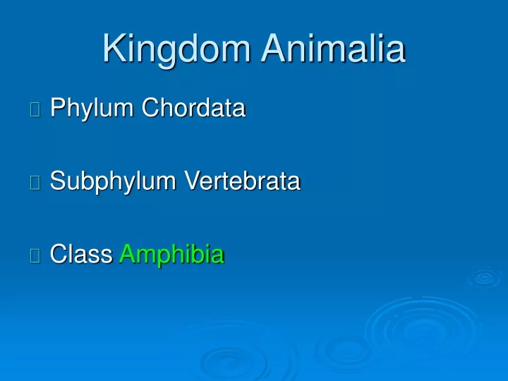 kingdom animalia