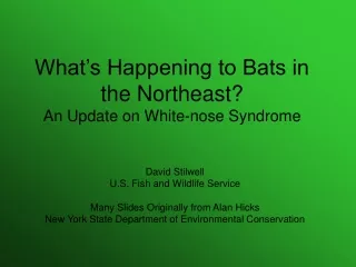 What’s Happening to Bats in the Northeast? An Update on White-nose Syndrome