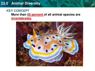 KEY CONCEPT More than  95 percent  of all animal species are  invertebrates .