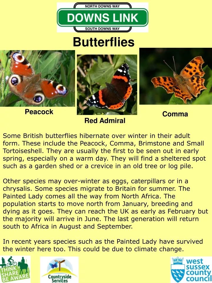 butterflies