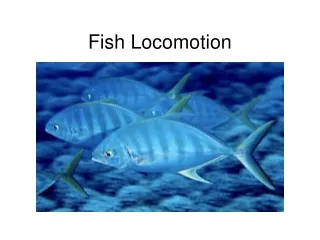 Fish Locomotion