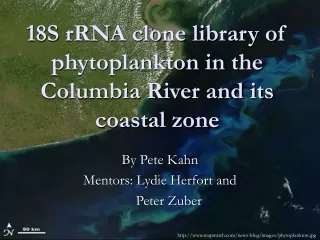 18S rRNA clone library of phytoplankton in the Columbia River and its coastal zone