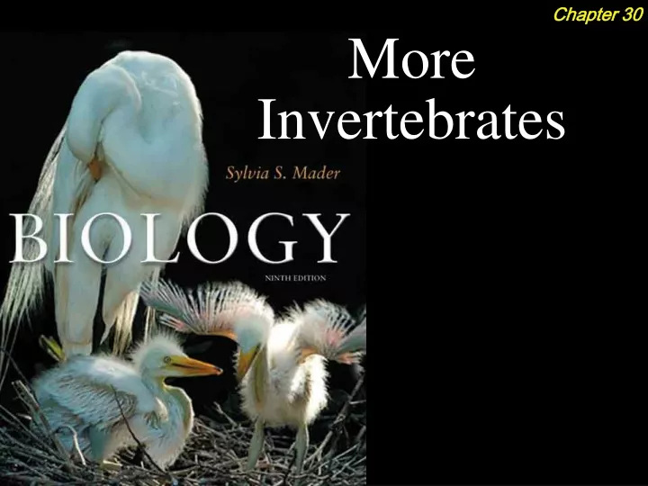 more invertebrates