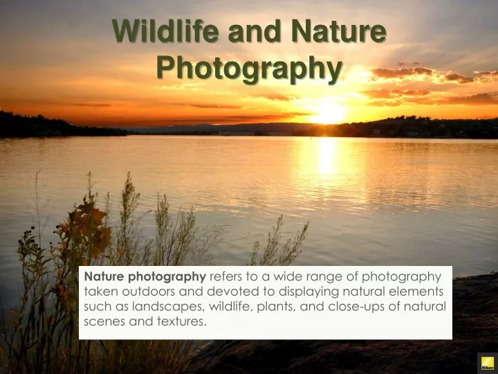 wildlife and nature photography