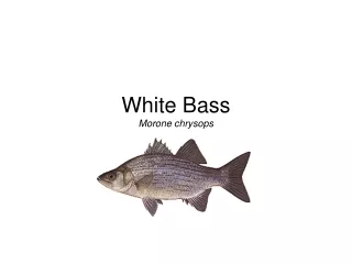 White Bass Morone chrysops