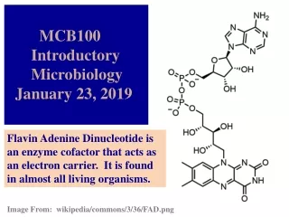 MCB100       Introductory       Microbiology   January 23, 2019