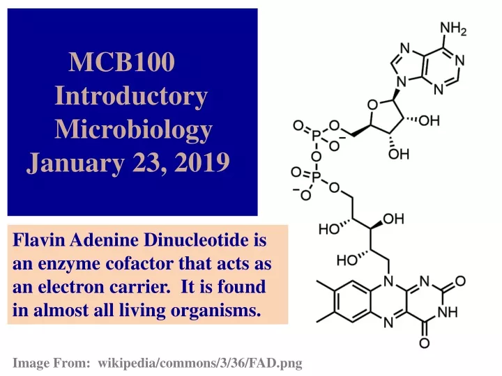 mcb100 introductory microbiology january 23 2019