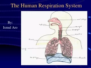 The Human Respirat ion  System