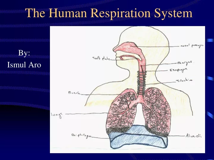 the human respirat ion system