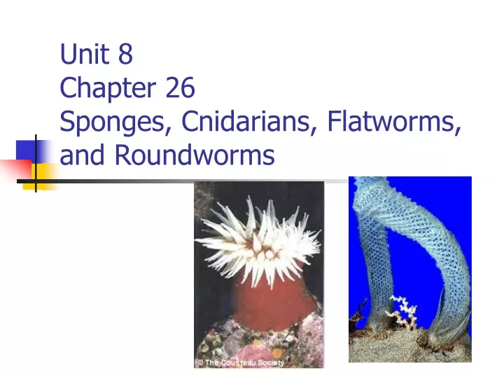 unit 8 chapter 26 sponges cnidarians flatworms and roundworms