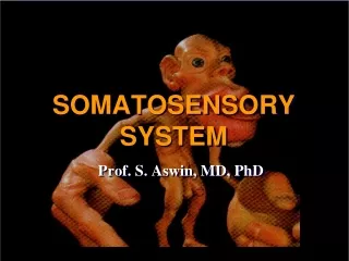 SOMATOSENSORY SYSTEM