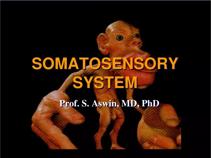 Ppt Somatosensory System Powerpoint Presentation Free Download Id