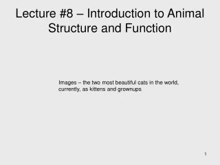 Lecture #8 – Introduction to Animal Structure and Function