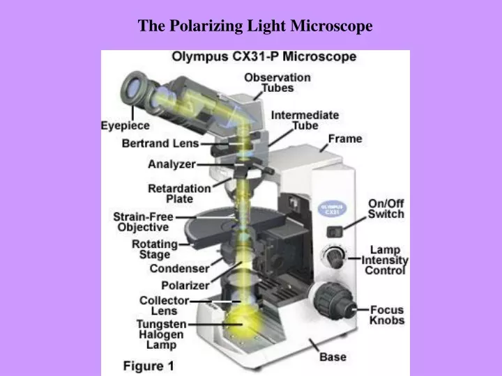 the polarizing light microscope