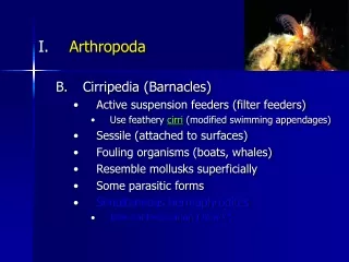 Arthropoda Cirripedia (Barnacles) Active suspension feeders (filter feeders)