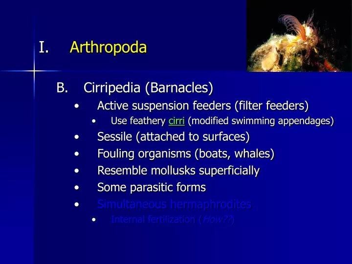 arthropoda cirripedia barnacles active suspension