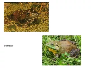 Bullfrogs