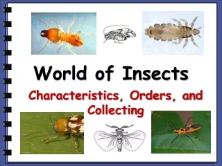 World of Insects