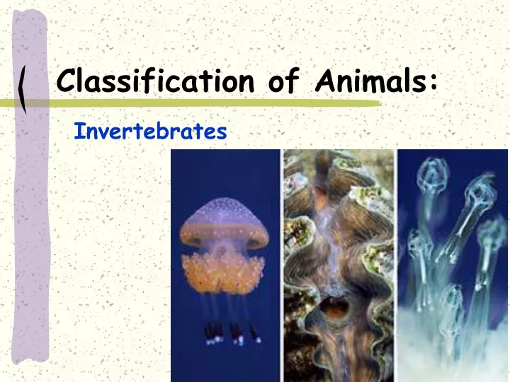 classification of animals